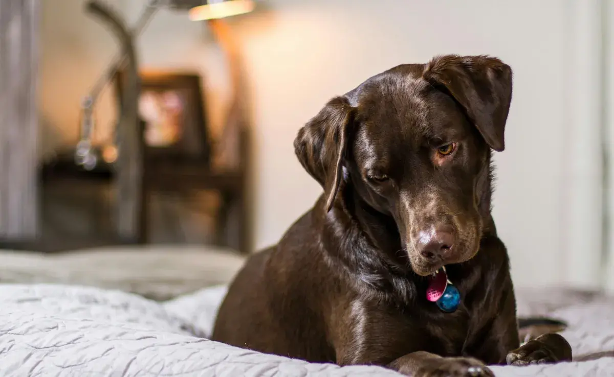 La obesidad en perros ocasiona problemas de salud.