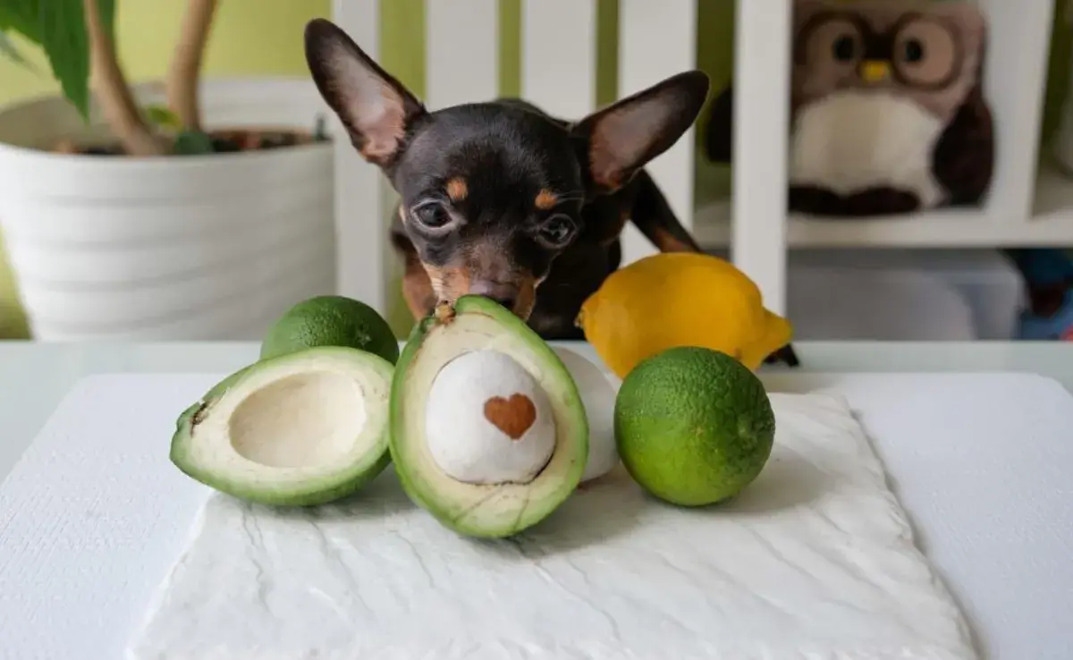 El principal problema de la palta para los perros es una toxina llamada persina.