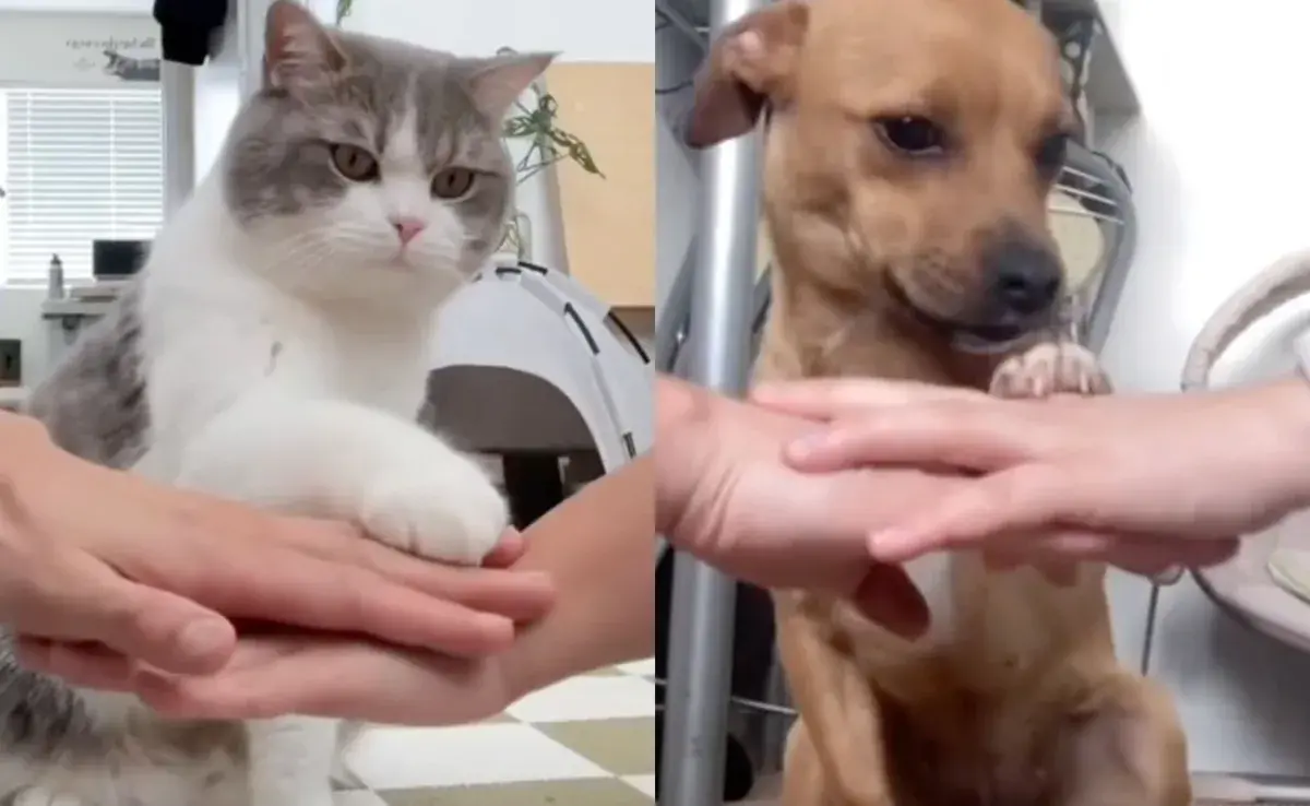 El trend muestra la reacción de los animales con las manos de sus dueños.