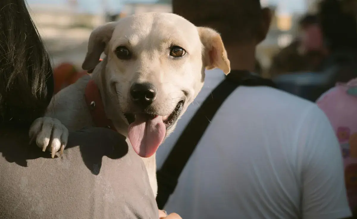 Elegir el nombre de tu perro es de suma importancia.