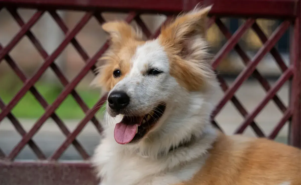 Los perros reconocen más sabores que los gatos. 