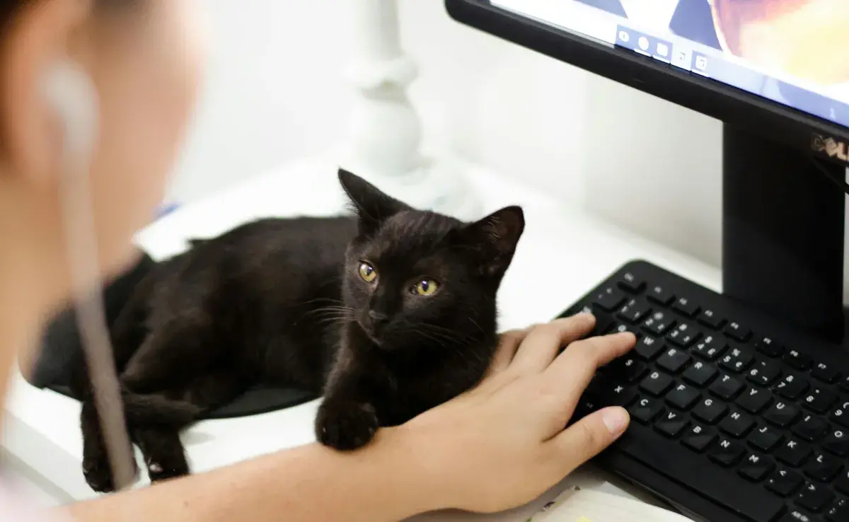 Entre las preguntas más buscadas sobre gatos es la adopción.