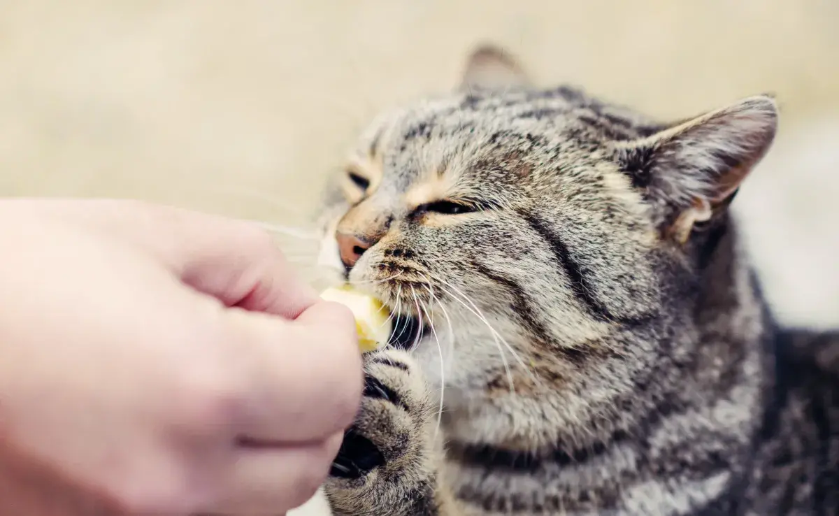 Usa comida para atraer a un gato callejero.