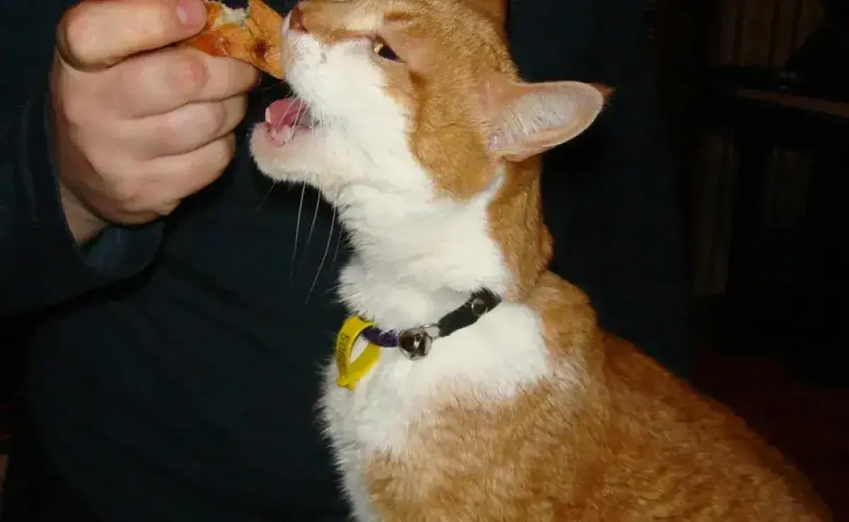 comida para gatos