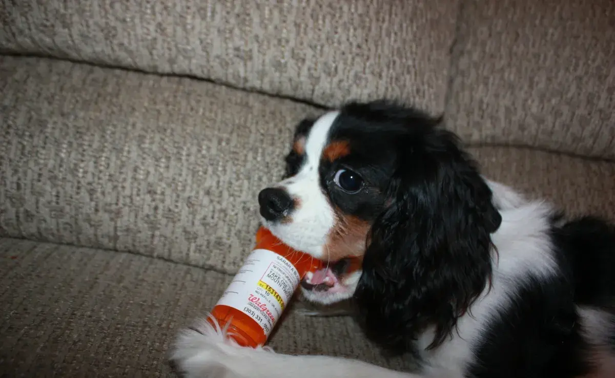 Medicinas humanas que pueden intoxicar a tu perro