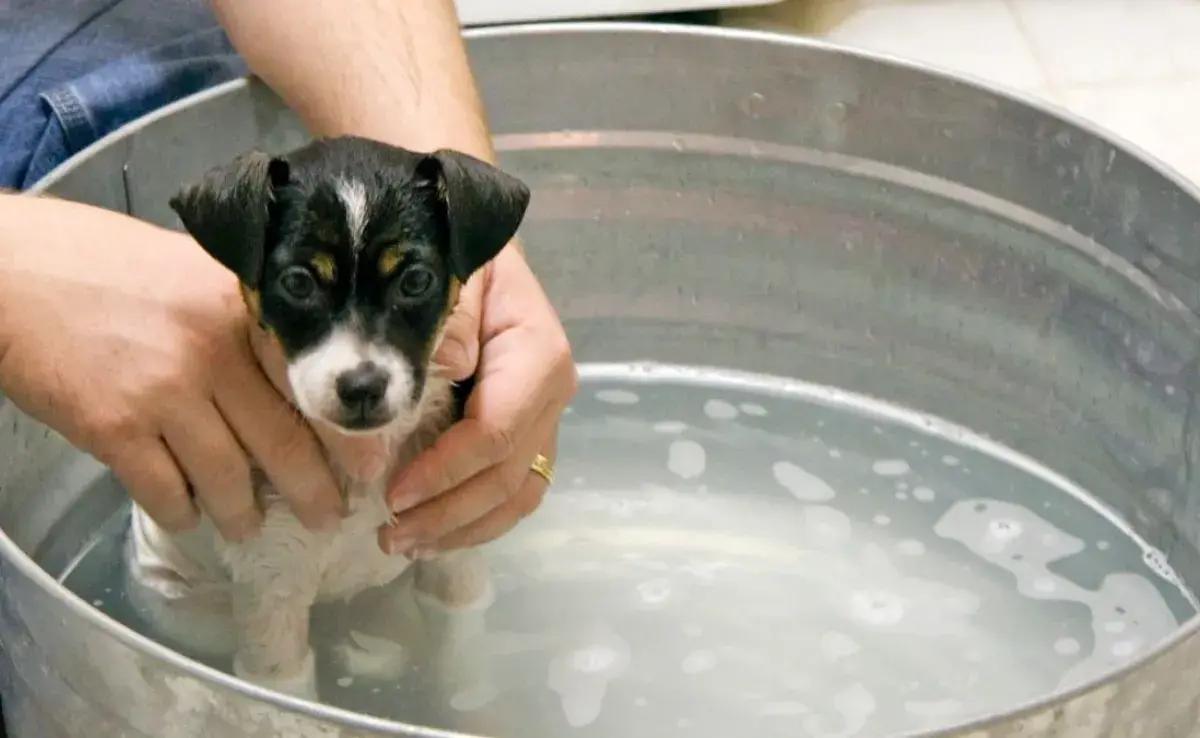 ¿A qué edad se le puede bañar a un perro por primera vez?