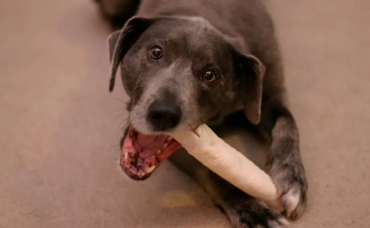 La dieta perfecta para cuidar los huesos de tu perro desde dentro.