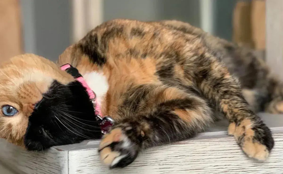 Conoce la historia de la adorable gatita de dos caras