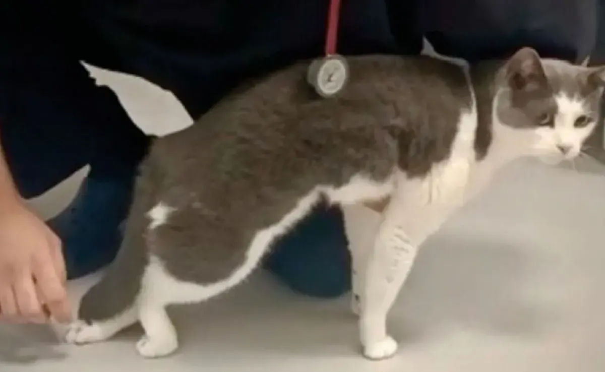 ¿Tu gato tambalea? ¡Podría ser la enfermedad del tambaleo!