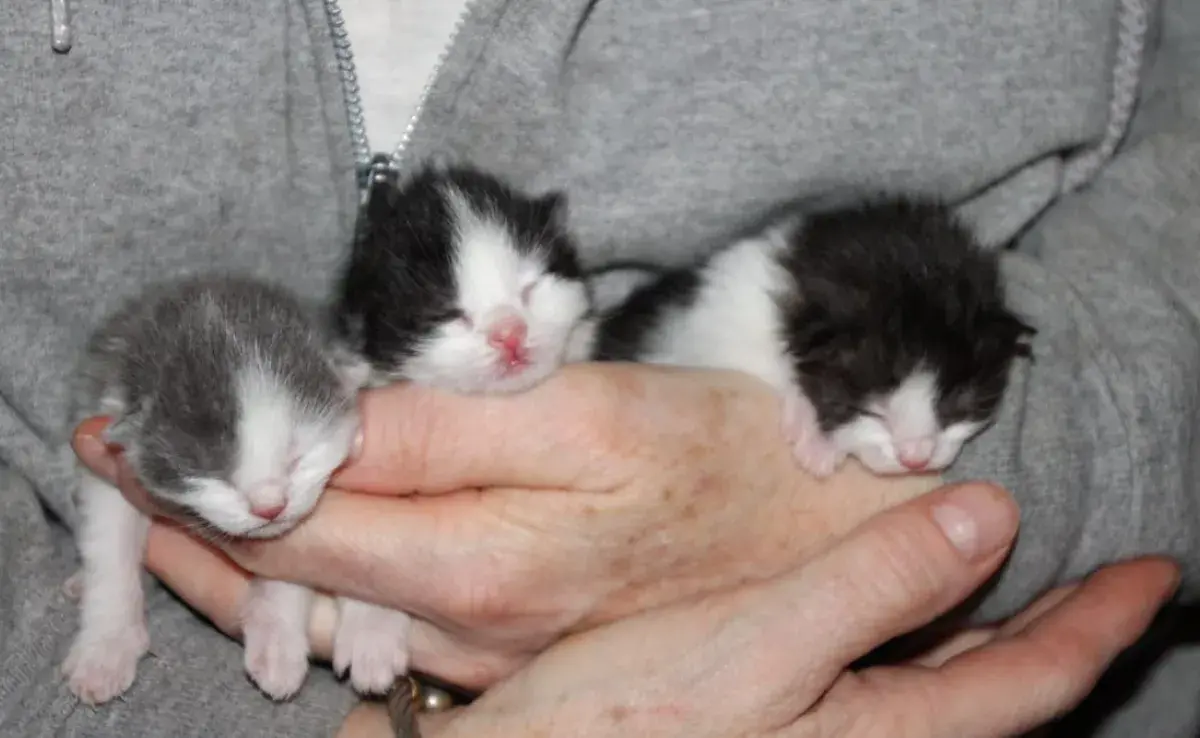 Cuidados esenciales para gatos recién nacidos