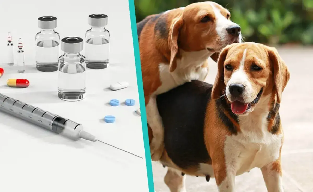 ¿Existen los anticonceptivos para perros?