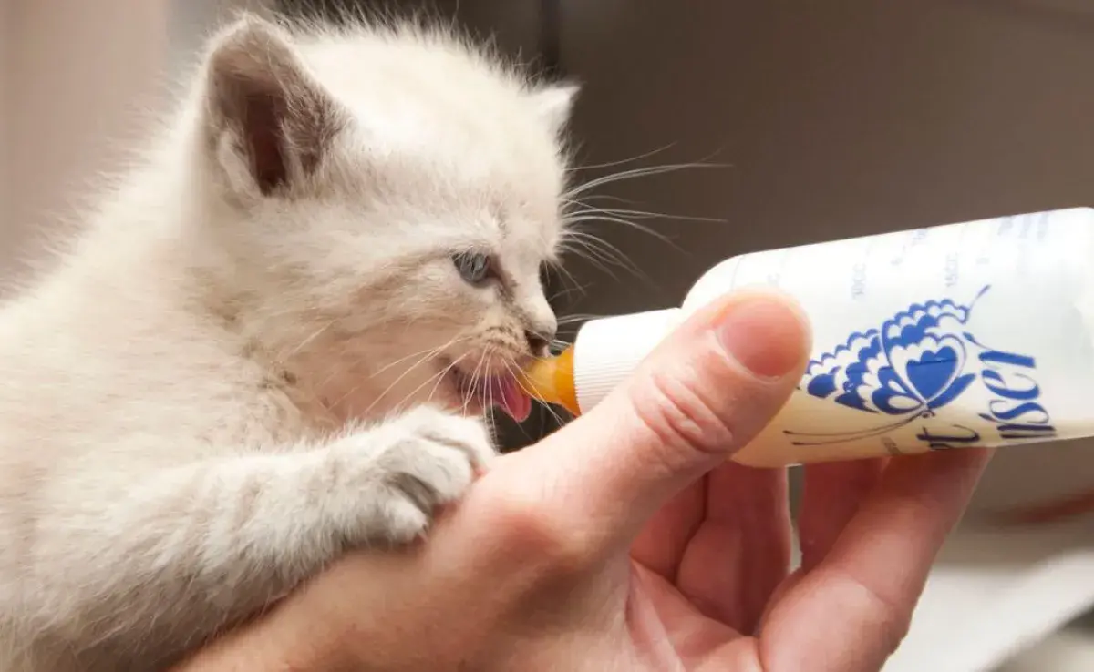 ¿Cuándo darle leche a un gato bebé? Descúbrelo aquí.