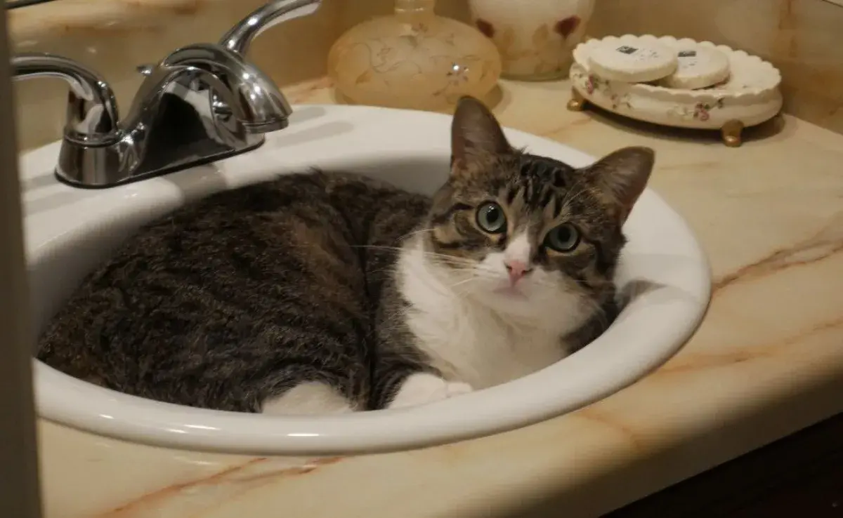 ¿Qué atrae a mi gato al baño? ¡Descubre el misterio!