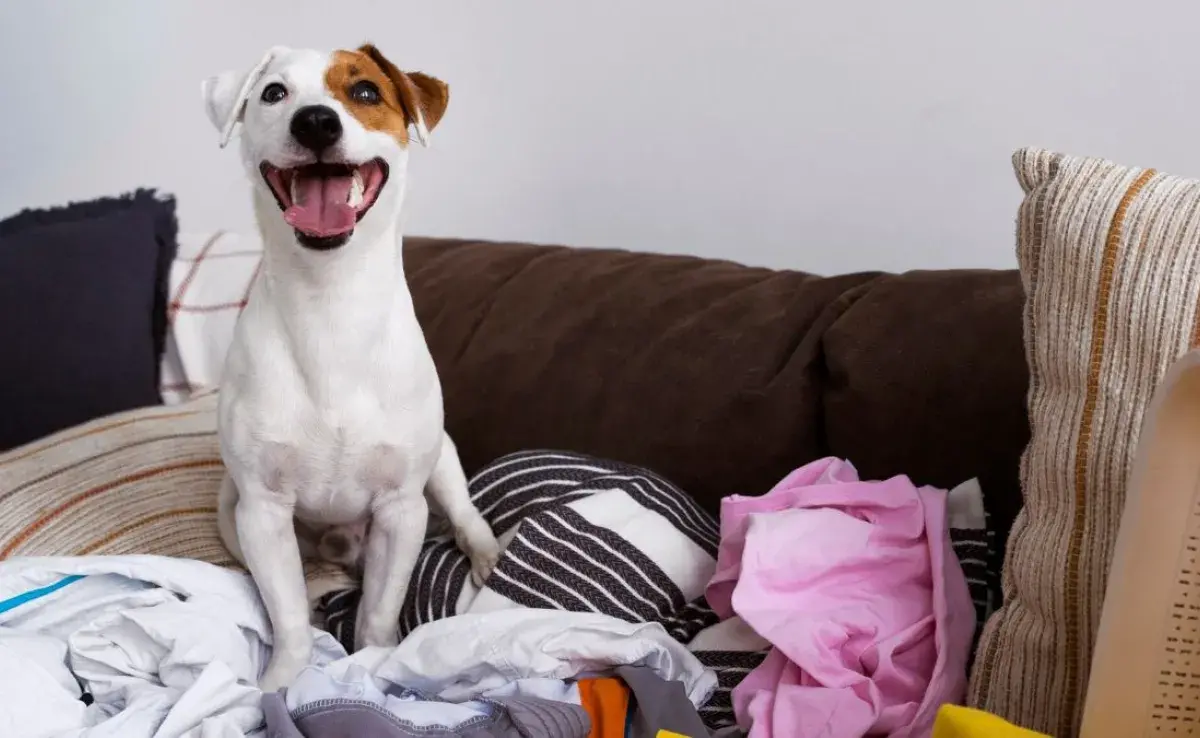 Mi perro baja la ropa del tendedero: Causas y soluciones