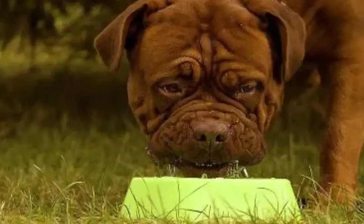 Los alimentos que tu perro podría ser alérgico