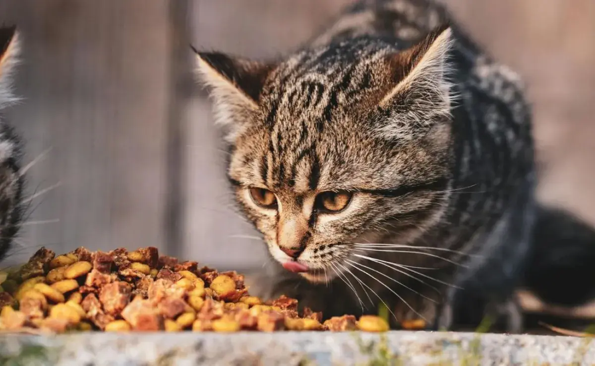 Esto es lo que debe contener la comida para gatos ideal según PROFECO