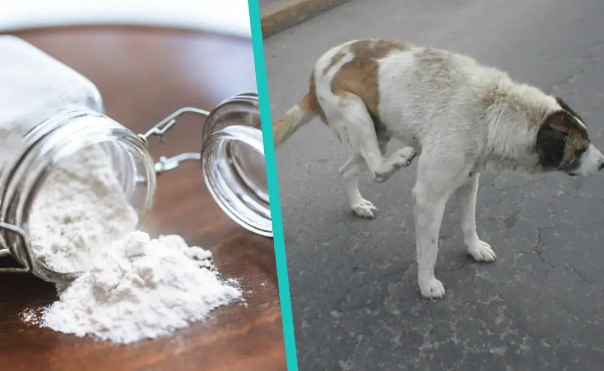 ¿Es el bicarbonato de sodio efectivo para la sarna en perros?