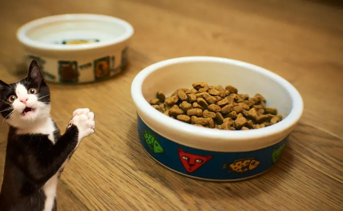 Descubre por qué separar los platos de comida de los gatos del agua es vital para su salud.