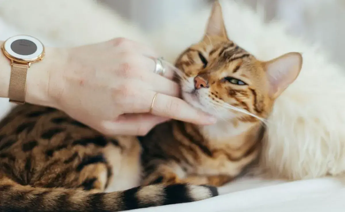 Acércate a un gato: comunícate con calma y respeto.