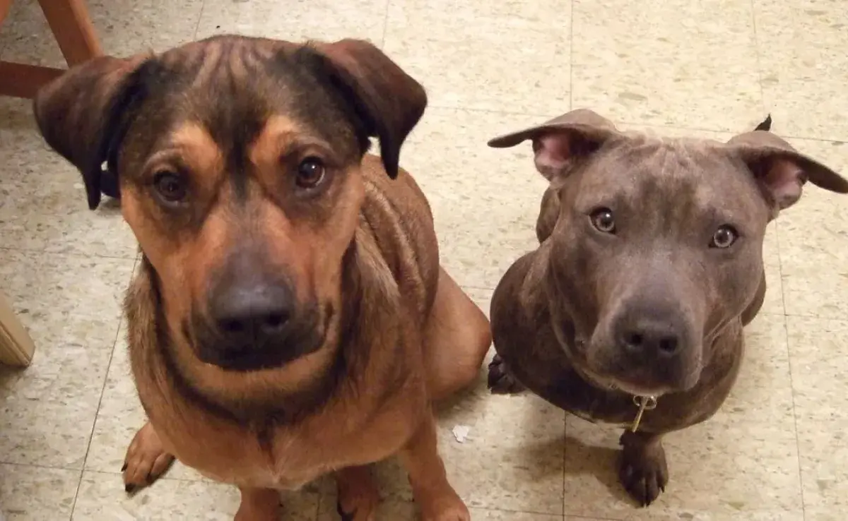 Quién es más protector? Descubre si el perro macho o la hembra protege mejor.