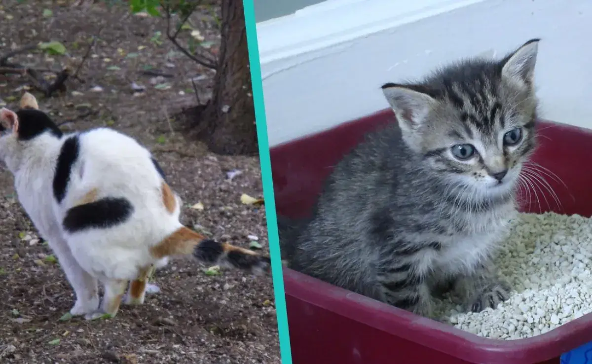 Diarrea en gatos: cambia su dieta para mejorar.