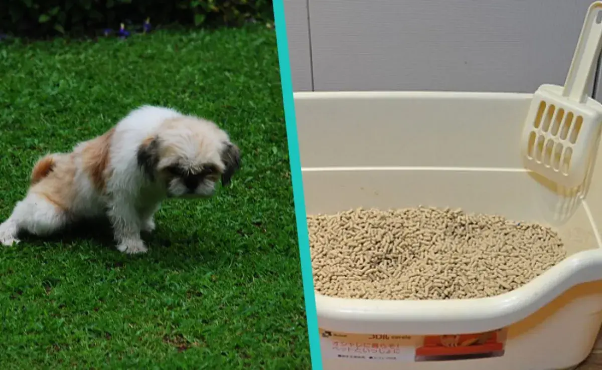 Trucos para que tu perro aprenda a usar la caja de arena
