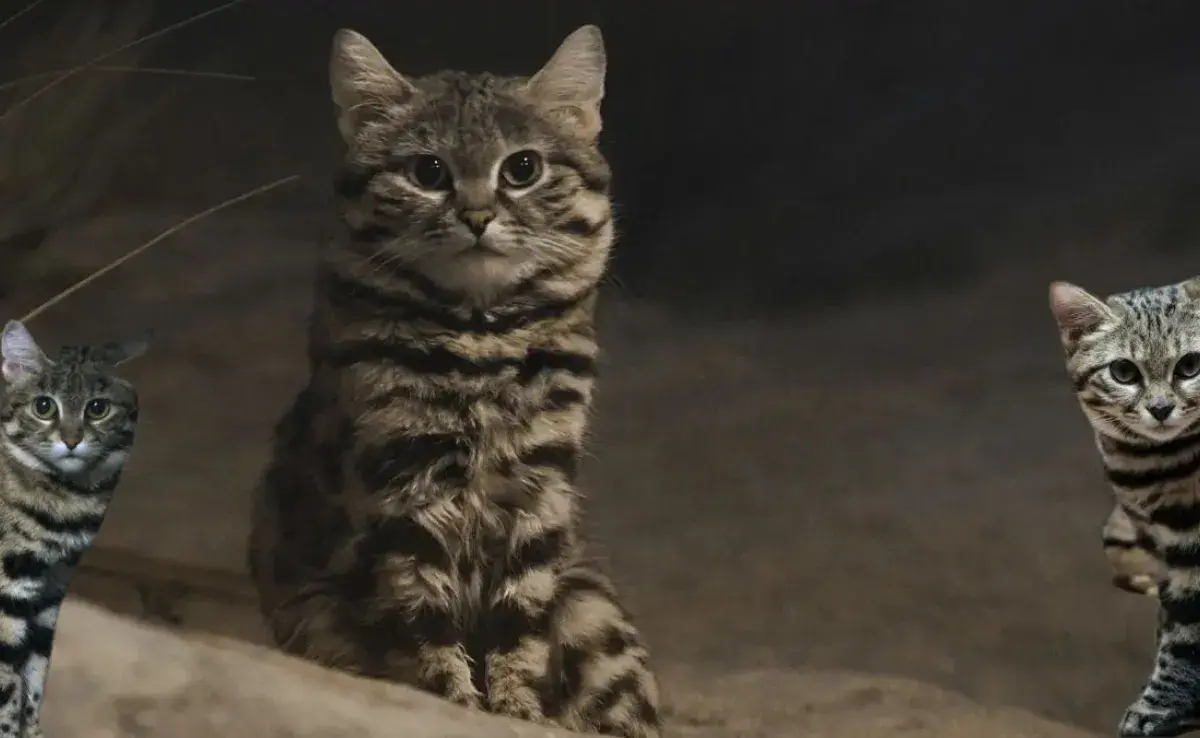 Características del gato patinegro: pequeño pero feroz