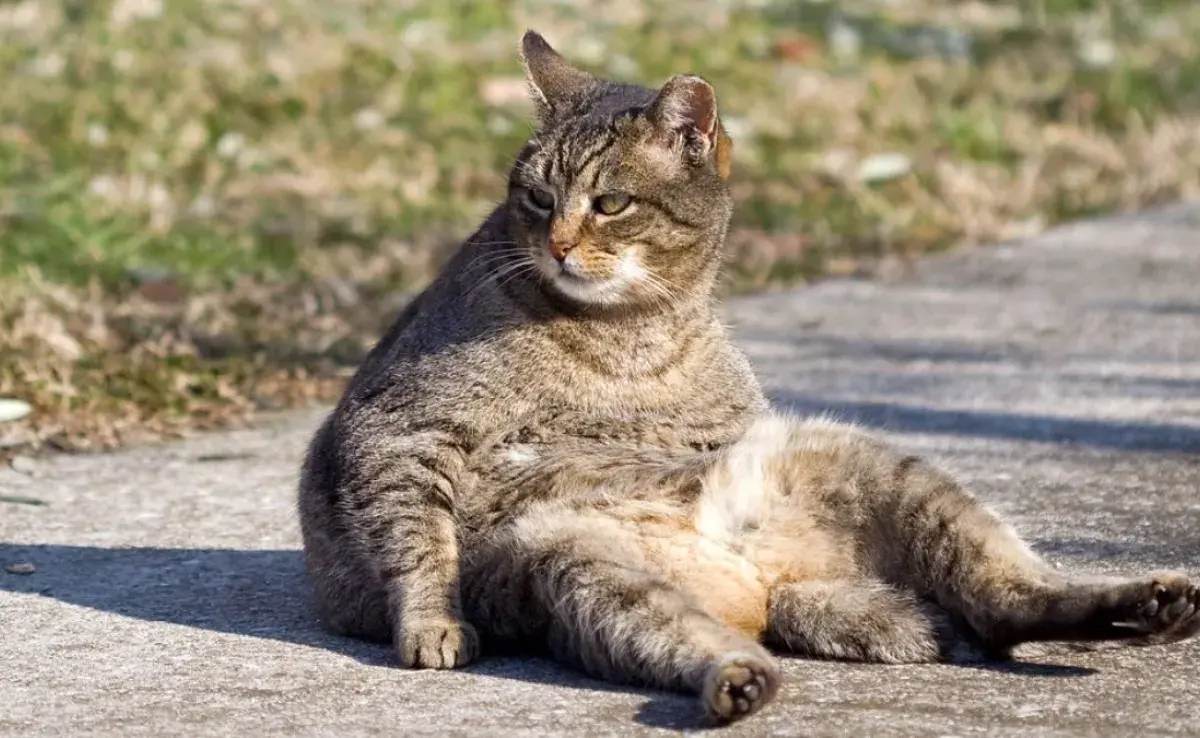 ¿Por qué tu gato está sentado así?