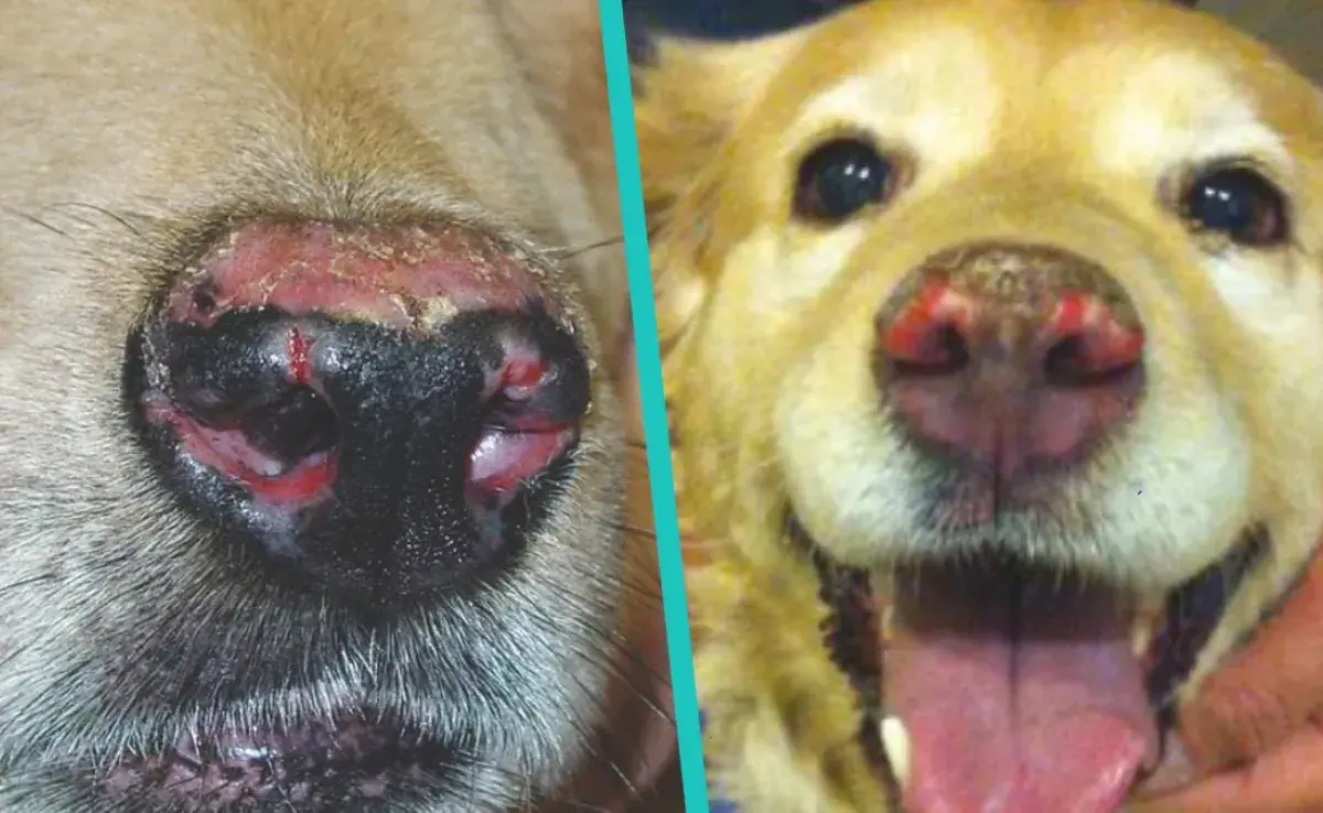 ¿Cómo afecta el lupus el cuerpo de tu perro?