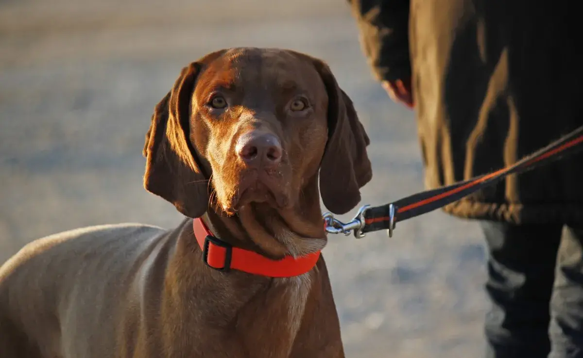 Accesorios para perros