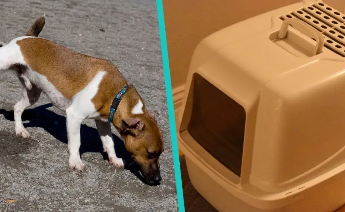 La caja de arena para perro, una solución práctica.