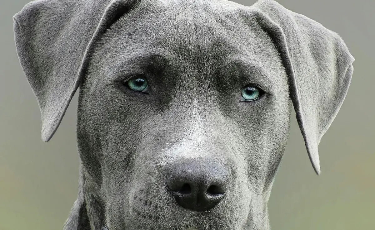 Si tu perro tiene problemas de equilibrio, puede ser un mal en los oídos.
