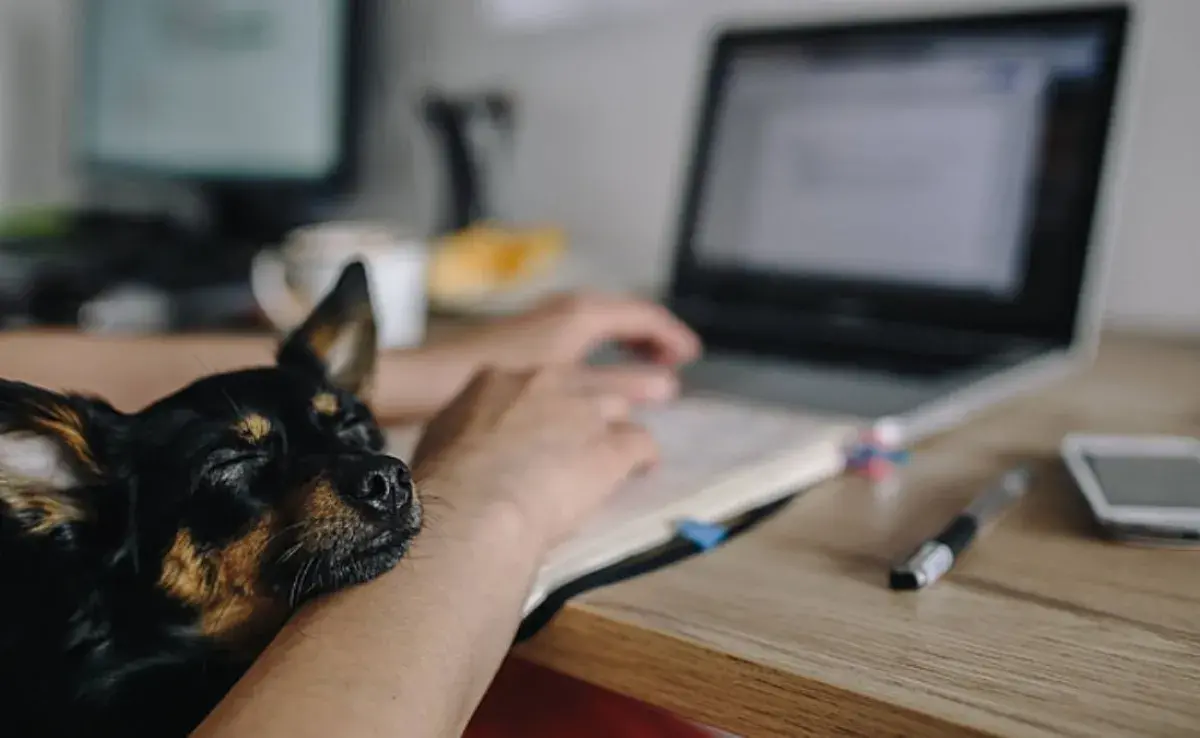 La presencia de un perro en el trabajo crea un ambiente positivo.