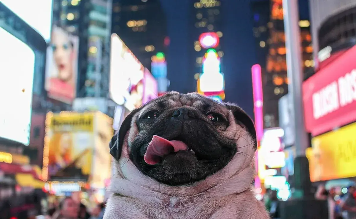 Las mascotas brindan compañía, afecto y se adaptan bien a estilos de vida urbanos.