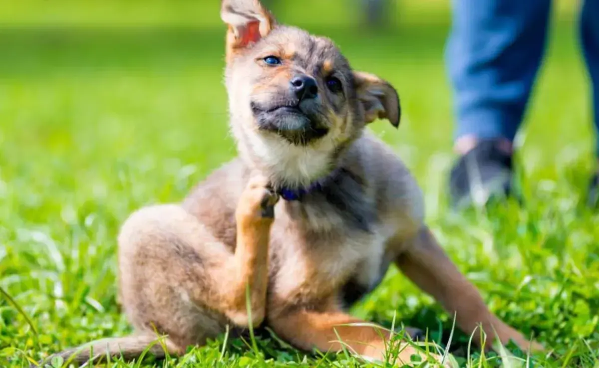 La dieta de un perro tiene un impacto directo en la salud de su piel y pelaje.