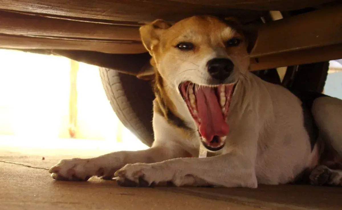 ¿Por qué algunos perros desconocen a sus dueños? Conoce las causas y soluciones.