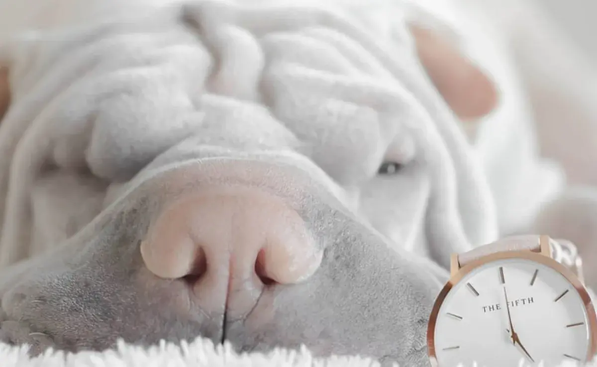 Shar Pei, entre las razas con más problemas de la piel por sus arrugas.