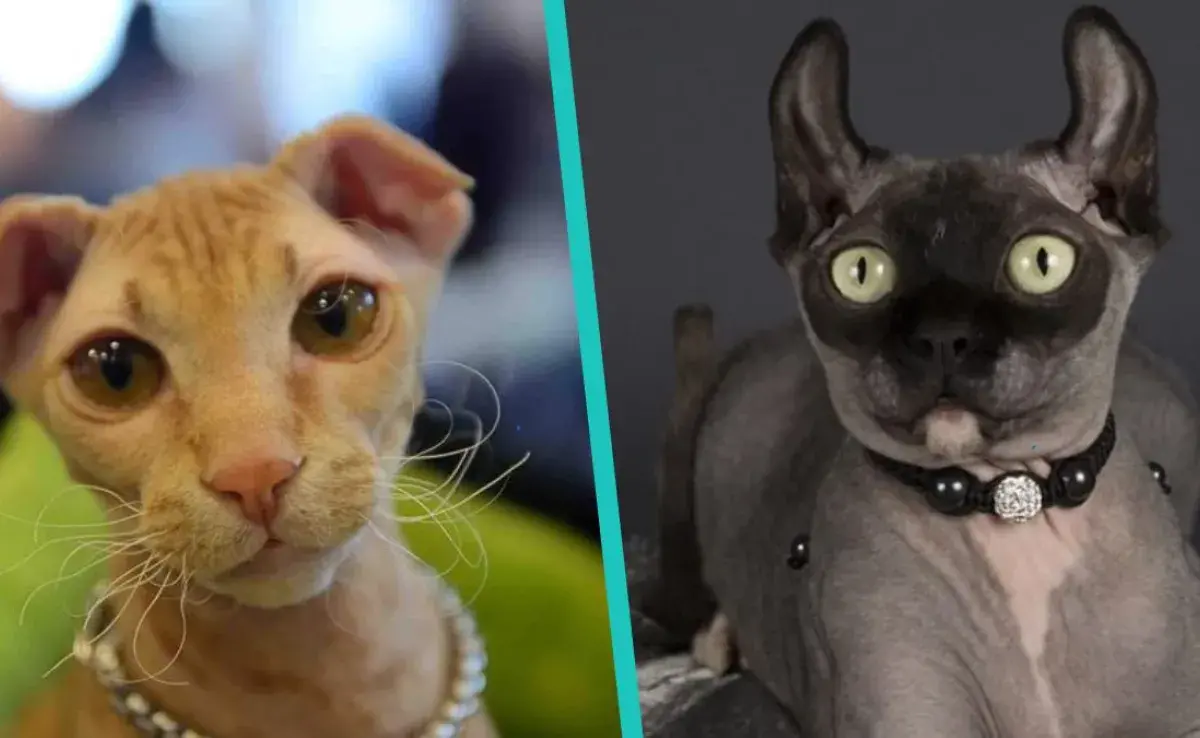 5 razas de gatos que no tienen pelo y no son el gato egipcio