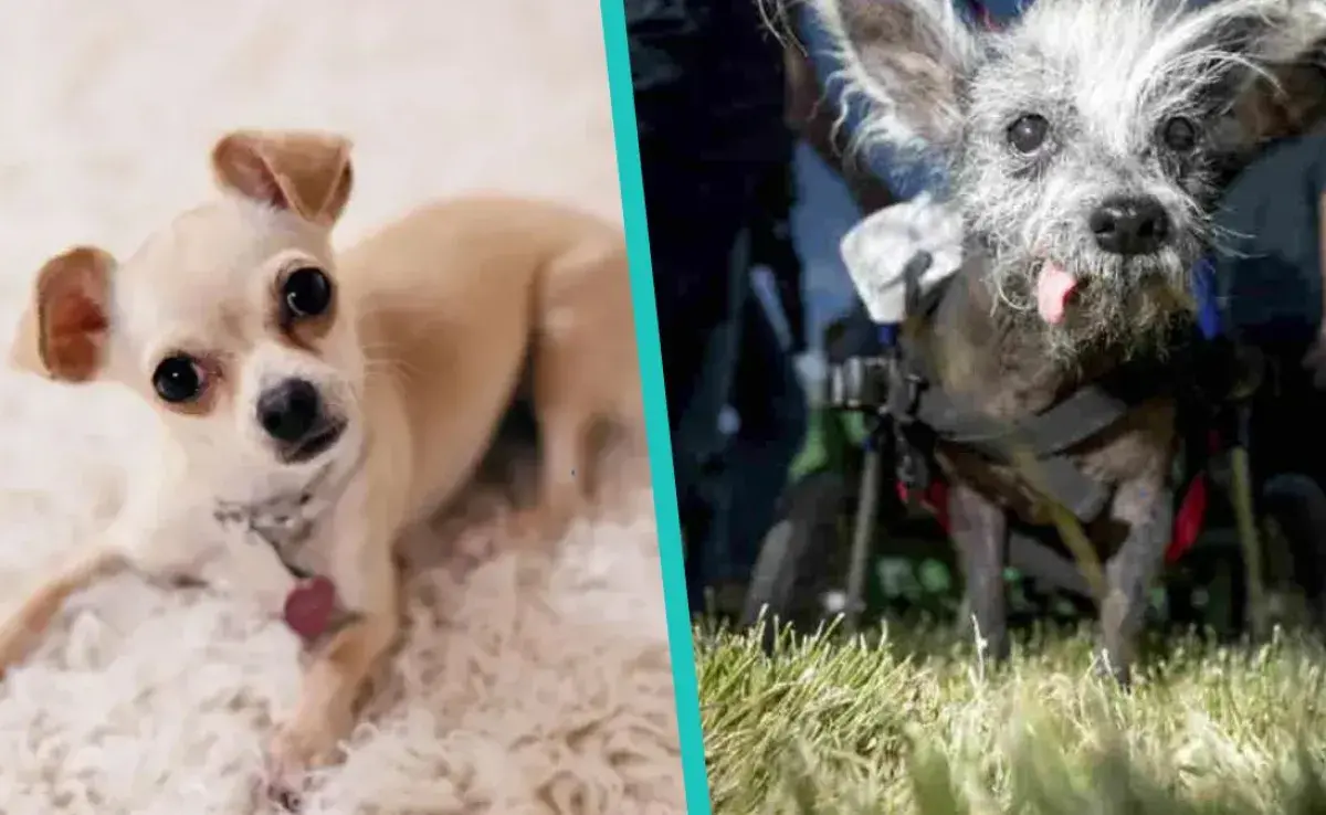 Razas de perros que viven más: ¿Qué raza puede ser tu mejor compañero?