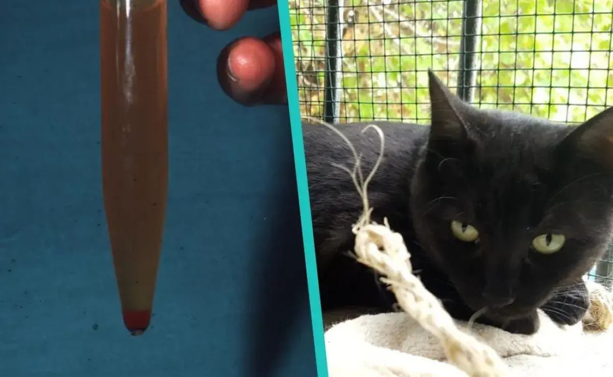 ¿Por qué mi gato orina sangre? Descubre las causas más comunes y cuándo acudir al veterinario.