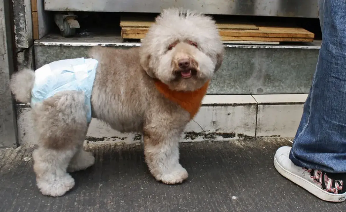 ¿Desechable o reutilizable? Descubre los tipos de pañales para tu perro.