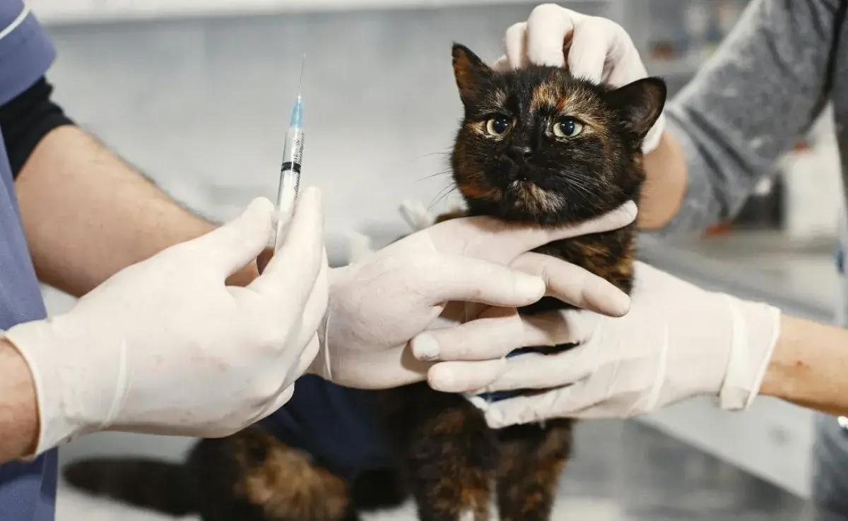 ¿Cada cuánto desparasitar a tu gato? Información clave
