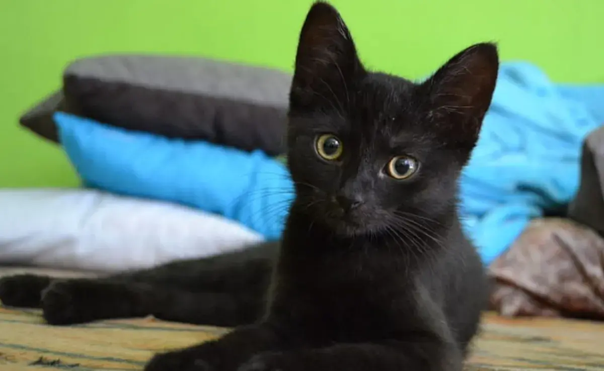 Día del Gato Negro: consiente a tu minino