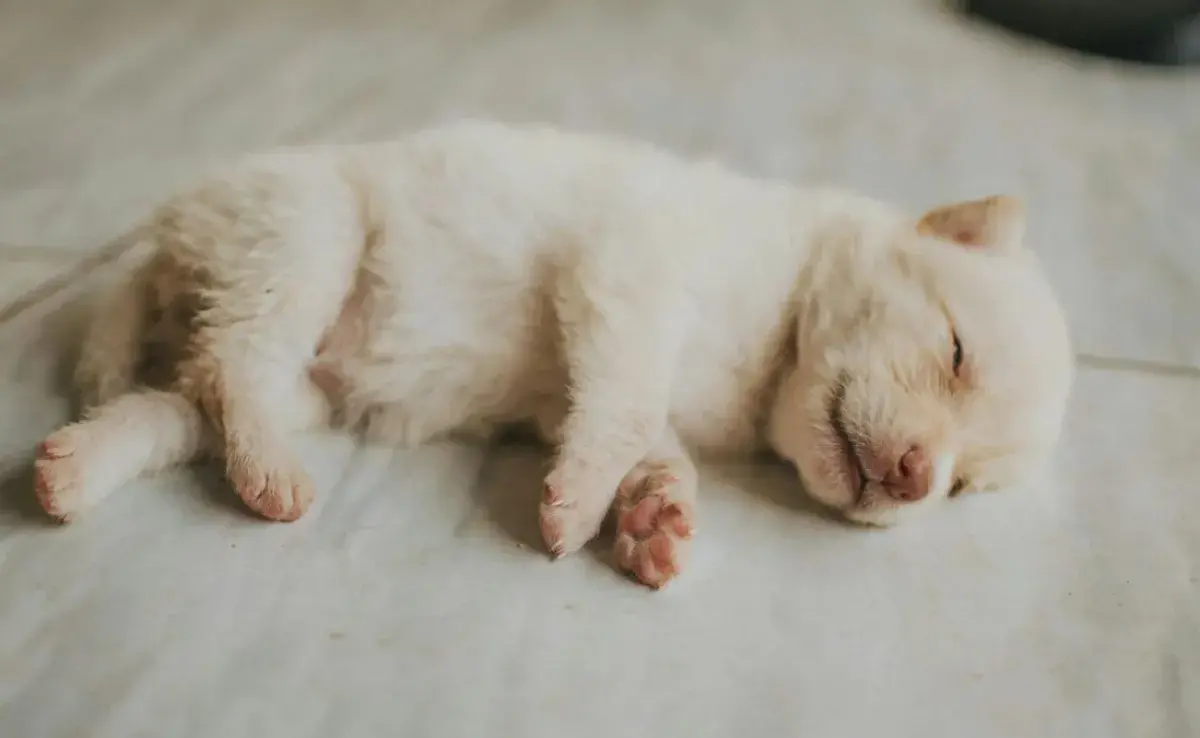¿Los perros recuerdan su infancia?
