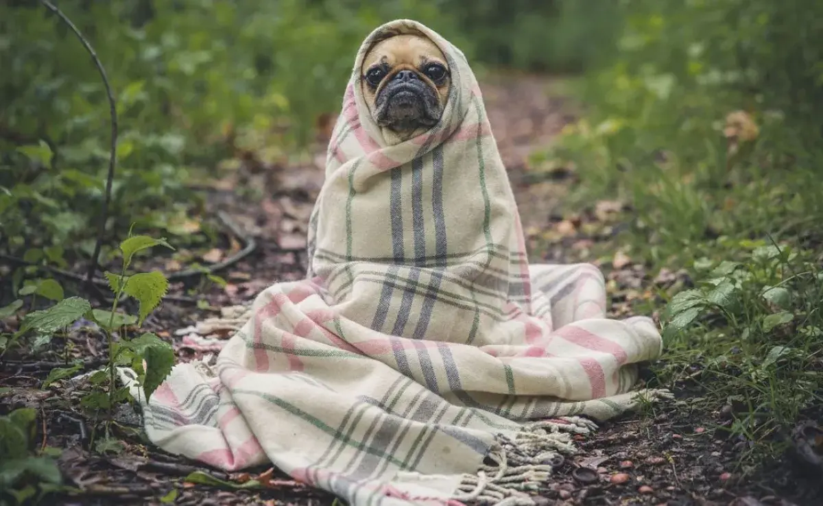 Problemas respiratorios en perros: mantén a tu perro seco y caliente para prevenir complicaciones.