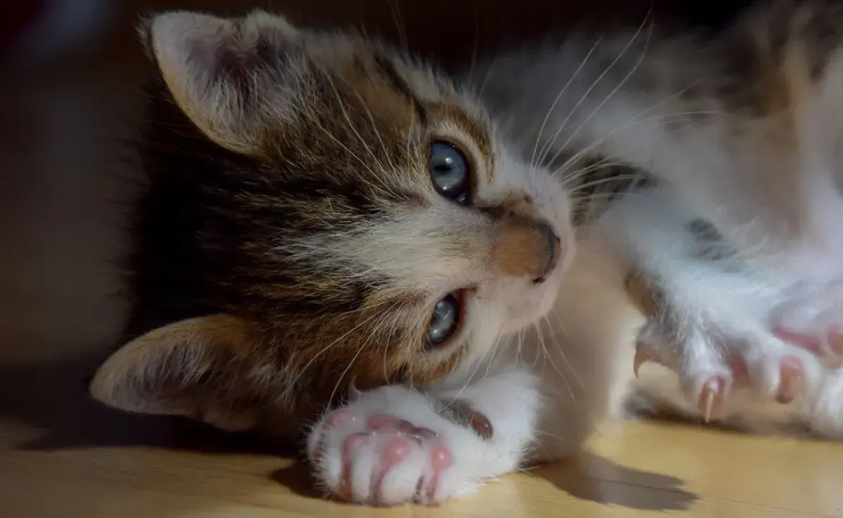 La curva de crecimiento: A qué edad dejan de crecer los gatos