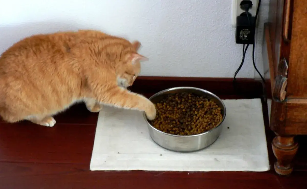No dejes el plato de comida todo el día