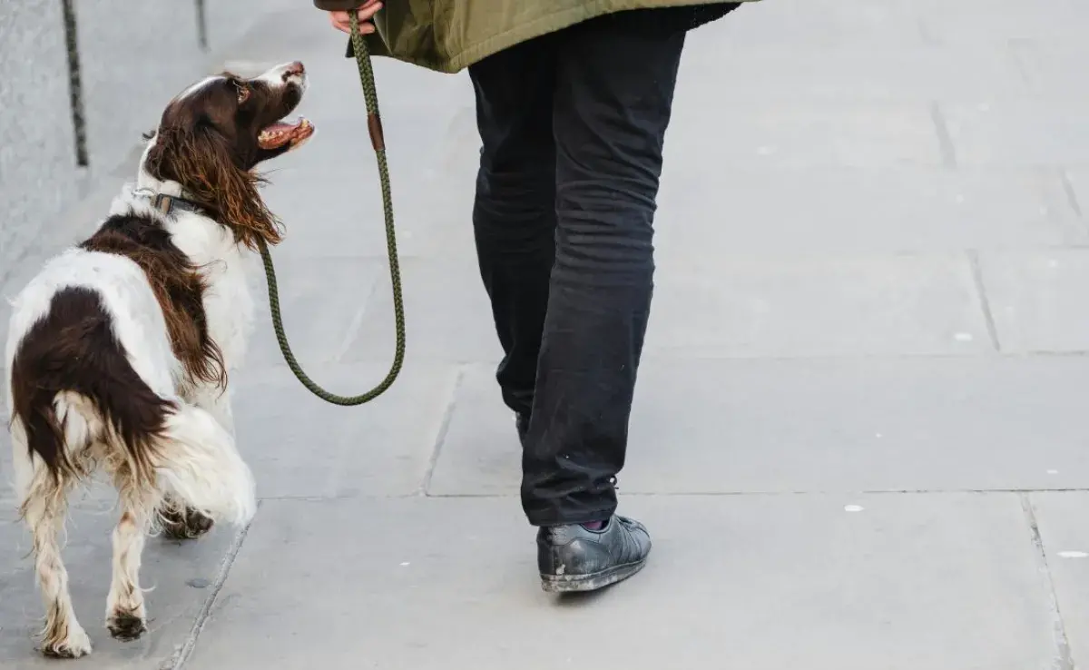 Beneficios de pasear a tu perro: exploración y diversión asegurada