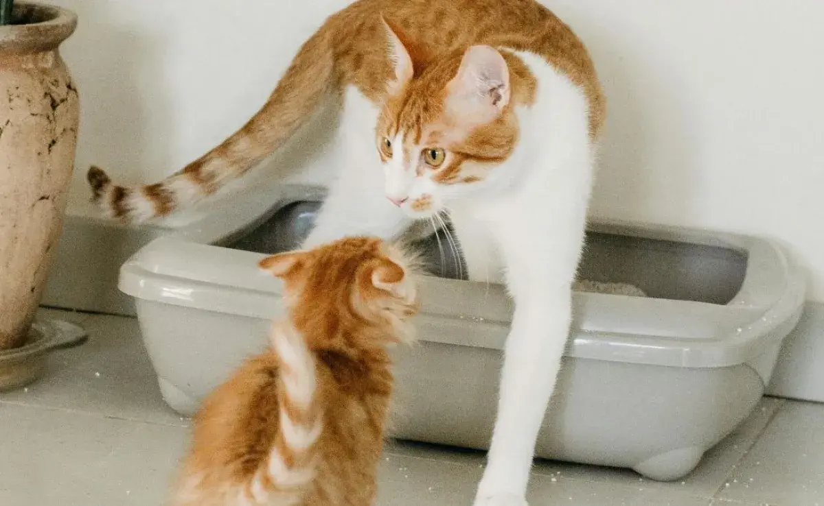 ¿Cuántos areneros para gatos necesitas?