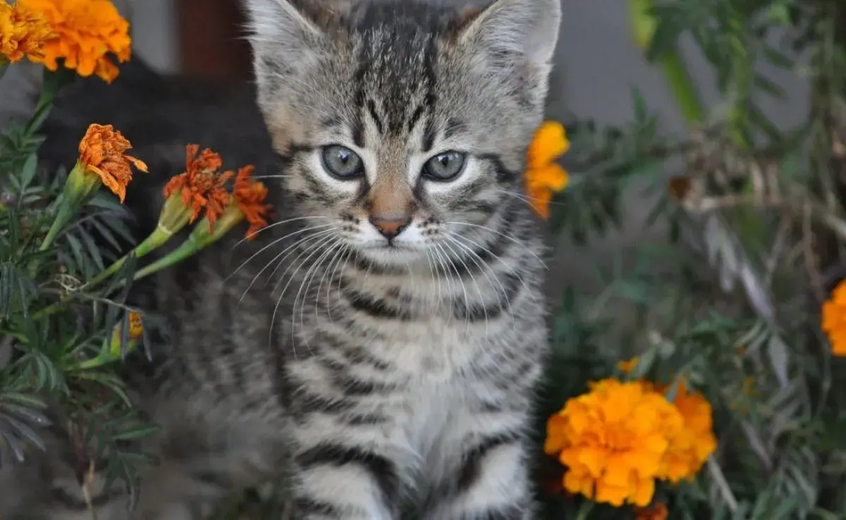 ¿Cempasúchil tóxico para gatos?